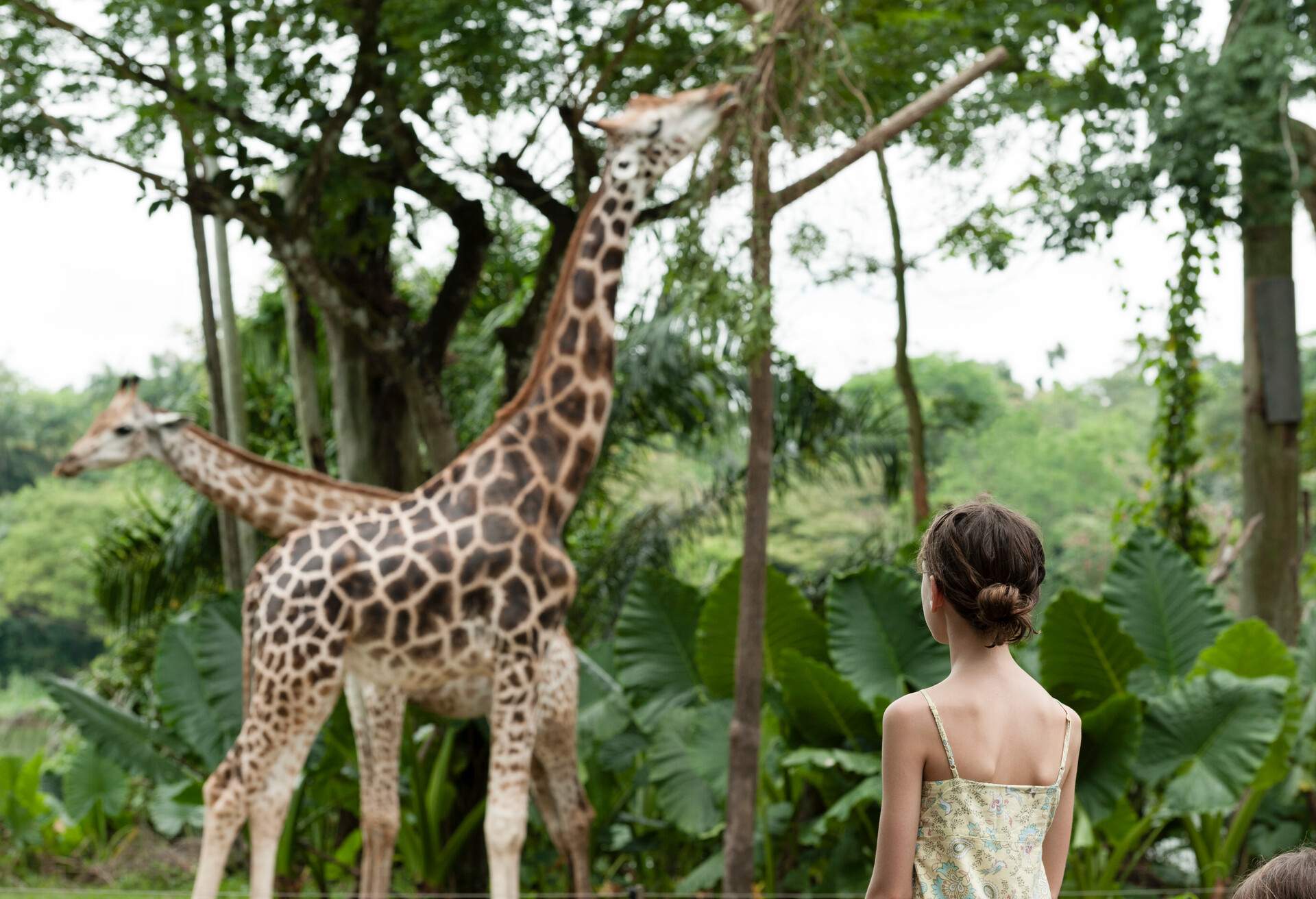 THEME_CHILD_ZOO_GIRAFFE_GettyImages-149285405